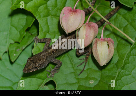 Anolis sagrei Anole brun,., sur coral vine, Antigonon leptopus Banque D'Images