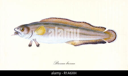 Image de couleurs antiques de brosme (Brosme brosme), vue latérale du poisson avec sa longue et brunâtre de la peau blanche et de longues nageoires, élément isolé sur fond blanc. Par Edward Donovan. Londres 1802 Banque D'Images
