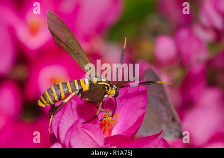 Wasp Moth, Texas Horama panthalon, sur coral vine, Antigonon leptopus Banque D'Images