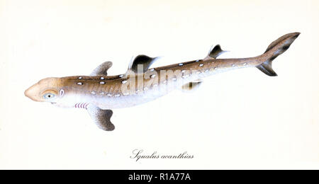 Image de couleurs antiques de l'Aiguillat commun (Squalus acanthias), vue latérale du petit requin avec sa peau brune, éléments isolé sur fond blanc. Par Edward Donovan. Londres 1802 Banque D'Images