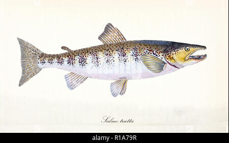 Image de couleurs antiques de la truite de rivière (Salmo trutta), sid voir des poissons avec sa peau en pointillé sur le dos et le ventre rose, éléments isolé sur fond blanc. Par Edward Donovan. Londres 1802 Banque D'Images