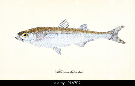 Image de couleurs antiques de sable méditerranéennes (Atherina hepsetus éperlan), poissons Vue de côté avec sa peau jaune et argenté, éléments isolés sur fond blanc. Par Edward Donovan. Londres 1802 Banque D'Images