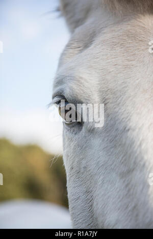 Close up d'un œil et de la tête des chevaux, montrant une partie de son visage et son oeil avec un ciel bleu derrière, Close up of horses eye Banque D'Images