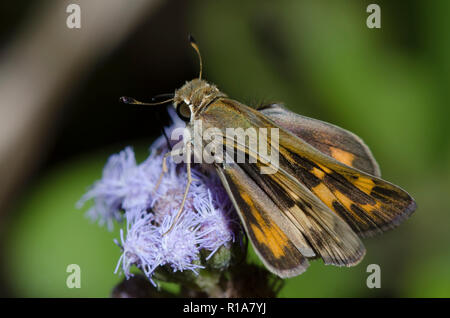 Skipper, Fiery hylephila phyleus, femme sur mist fleur, Conoclinium sp. Banque D'Images