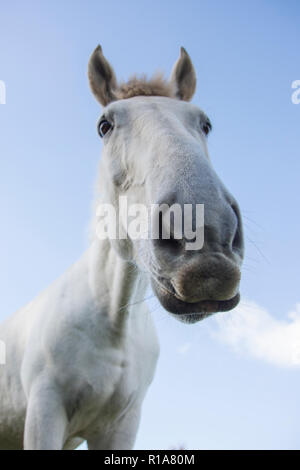 Regarde un cheval à partir de la base vers le ciel montrant un angle différent sur le visage et le corps des chevaux, cheval blanc avec ciel bleu derrière. Banque D'Images