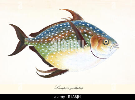 Image de couleurs antiques des dieux (Lampris guttatus), vue de côté de l'arrondi de couleur plusieurs poissons avec sa peau parsemée de points blancs, éléments isolés. Par Edward Donovan. Londres 1802