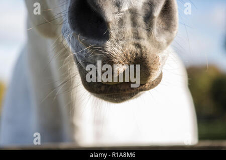 Close up d'un museau des chevaux, montrant sa fourrure blanche sur son museau autour de ses narines et de la bouche, Close up portrait d'équidés, chevaux bouche Banque D'Images