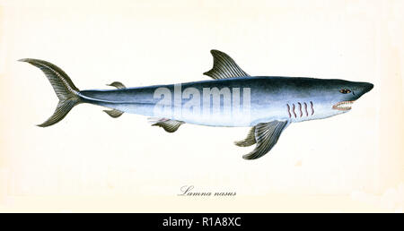 Image de couleurs antiques de maraîche (Lamna nasus), vue latérale du requin menaçant avec sa peau bleu darkish et crocs, élément isolé sur fond blanc. Par Edward Donovan. Londres 1802 Banque D'Images