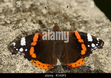 Un papillon amiral rouge reposant sur un mur Banque D'Images