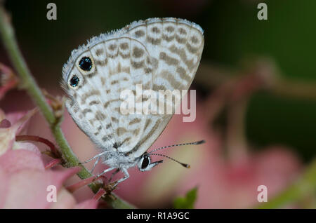 Leptotes cassius Cassius, bleu, sur les femmes, la vigne Antigonon leptopus Banque D'Images