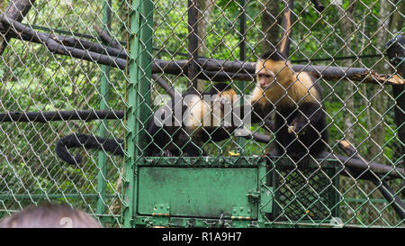 2 singes capucins derrière la clôture d'un sanctuaire Banque D'Images