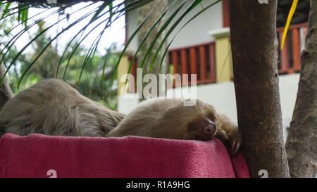 Sloth dormir sur un oreiller rose Banque D'Images