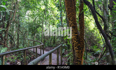 Attaques de champignons sur un arbre dans la jungle à côté d'un sentier Banque D'Images