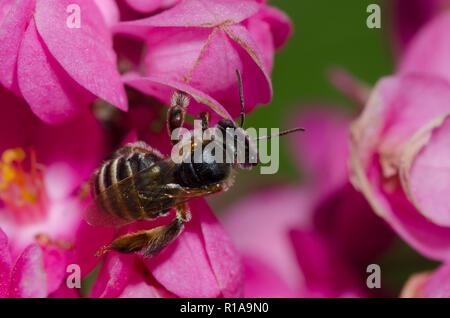 Bee, Tribu, Exomalopsini sur coral vine, Antigonon leptopus Banque D'Images