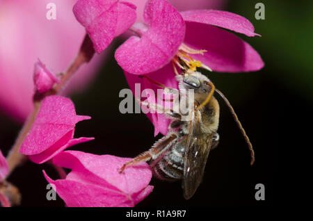 Le longicorne Bee, Melissodes sp., sur coral vine, Antigonon leptopus Banque D'Images