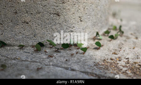 Grand sentier ant transportant de petites feuilles vertes Banque D'Images