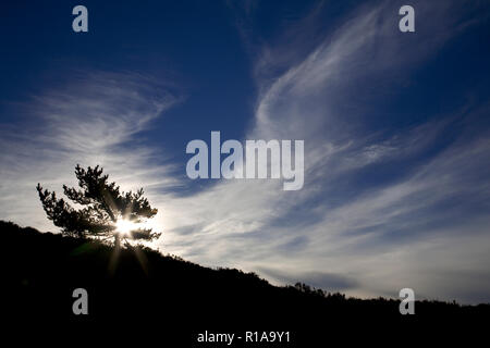 Soleil qui brille derrière un petit arbre au lever du soleil à Moel Famau dans le nord du Pays de Galles Banque D'Images