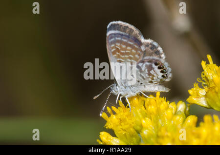 Pygmy-Blue ouest, Brephidium exilis, homme Banque D'Images