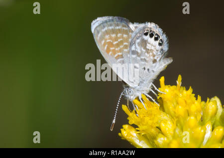 Pygmy-Blue ouest, Brephidium exilis, homme Banque D'Images