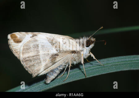 Laviana White-Skipper Heliopetes, laviana, homme Banque D'Images