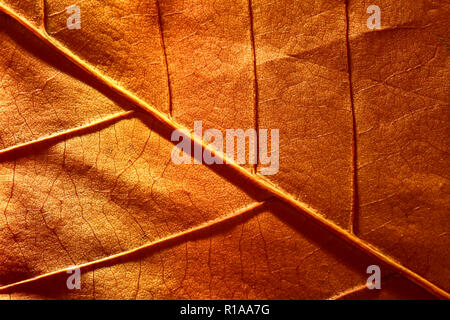 Vue macro d'une feuille d'arbre d'automne Banque D'Images