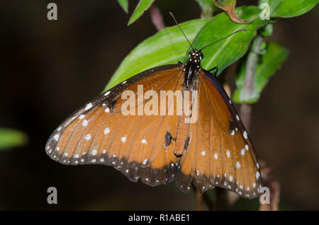 Reine, Danaus gilippus, homme Banque D'Images