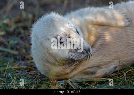 Bébé Phoque gris (Halicheorus grypus) Banque D'Images