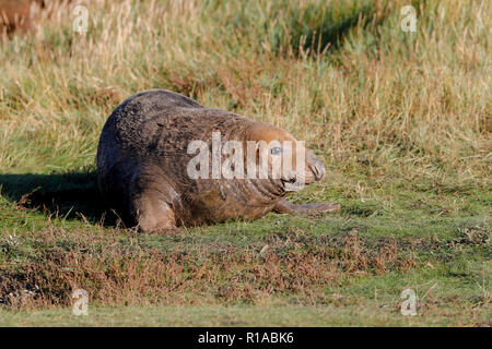 Phoque gris (Halicheorus grypus) Banque D'Images