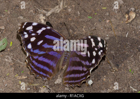 Myscelia ethusa Bluewing mexicain, Banque D'Images