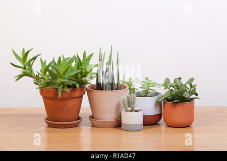 Plantes grasses et différents pots. Banque D'Images