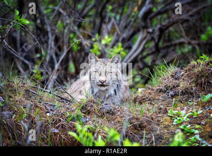 Lynx du Canada au repos dans le parc national Denali, en Alaska. Banque D'Images