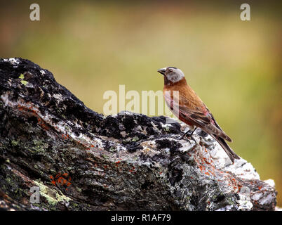 Le gris-rose couronné Finch, ou gris-rose-couronné (Leucosticte tephrocotis, Finch) dans le parc national Denali, Alaska Banque D'Images