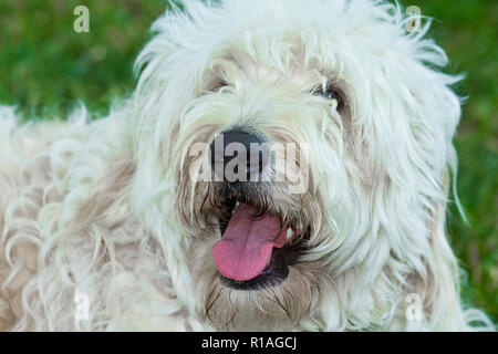 Shaggy blanc Golden Doodle Dog profiter du plein air. Banque D'Images