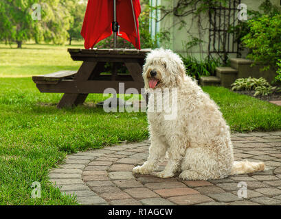 Shaggy blanc Golden Doodle Dog profiter du plein air. Banque D'Images