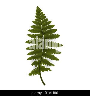 Rameau vert coloré fern. Vector Illustration Illustration de Vecteur