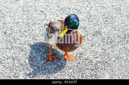 Le Canard colvert (Anas platyrhynchos) debout sur le terrain, homme canard sauvage à l'extérieur de l'eau, colorée canard colvert Banque D'Images