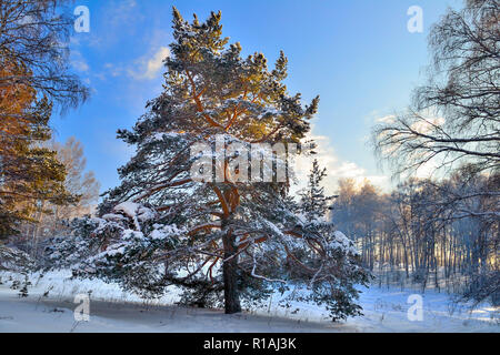 Conte de la forêt d'hiver - belle neige moelleux couvert neigeux sur pine tree glade parmi les bouleaux blancs doux. Paysage ensoleillé d'hiver blé congelé à Banque D'Images