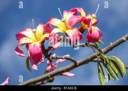 Arbre Ceiba speciosa de soie, fleurs Banque D'Images