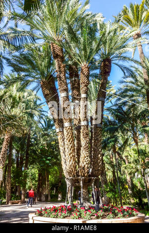 Espagne, Elche, jardin botanique, Huerto del Cura, palmier impérial site du patrimoine mondial de l'UNESCO, célèbre lieu touristique, province d'Alicante, Valence Banque D'Images