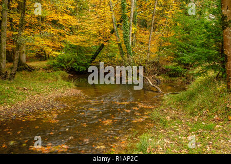 Rhinefield Ornamental Blackwater Drive La nouvelle forêt Hampshire England UK Banque D'Images