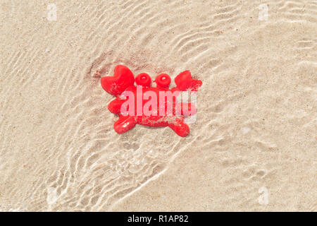 L'ermite rouge jouet sur le sable sous une mer peu profonde avec de l'eau reflets du soleil sur la surface de l'eau. Banque D'Images
