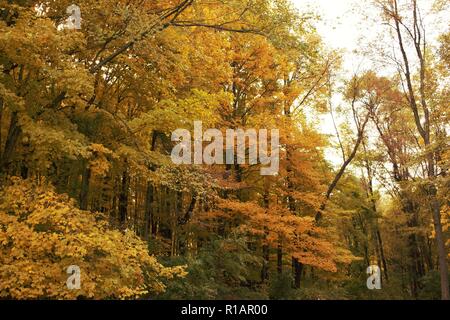 Le nord de l'Indiana dans un ciel ensoleillé, jour d'automne avec des couleurs d'automne, arbres en arrière-plan Banque D'Images