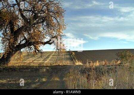 Labours Banque D'Images