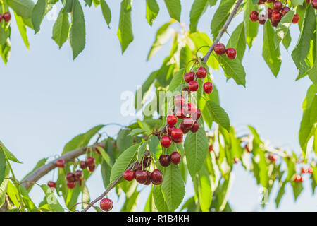 La branche d'un arbre plein de cerises mûres sur elle contre le ciel Banque D'Images