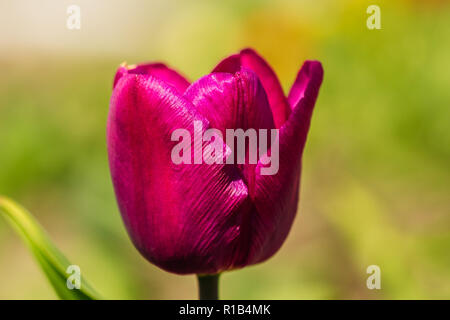 Le beau gros plan de Purple Bud tulip Banque D'Images