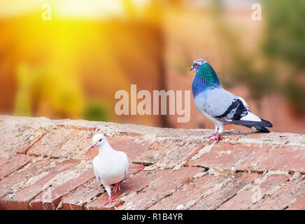 Couple de pigeons sur un mur de brique rouge dans la lumière du soleil. Portrait d'oiseaux close up Banque D'Images