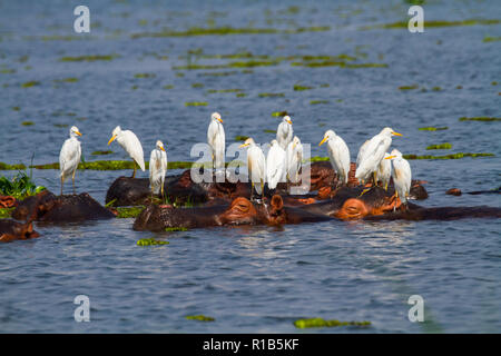 Un groupe d'Hippopotame (Hippopotamus amphibius) dans le Nil, garde-boeufs (Bubulcus ibis) Comité permanent sur les hippopotames. Banque D'Images