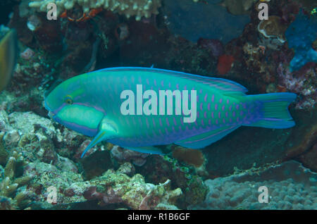 Le Perroquet de Bleeker, Chlorurus bleekeri, California Dreaming, site de plongée Détroit de Lembeh, Sulawesi, Indonésie Banque D'Images