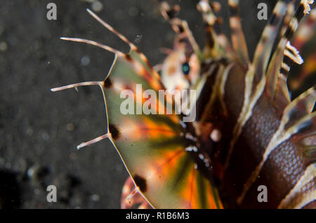 Poisson-Lion Zebra, zébré Dendrochirus, nageoire et épines, plongée de nuit, site de plongée TK1,Lembeh Straits, Sulawesi, Indonésie Banque D'Images