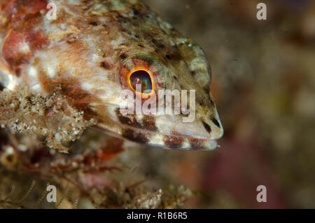 Lizardfish de récif, Synodus variegatus, site de plongée Batu Sandar, Straits de Lembeh, Sulawesi, Indonésie Banque D'Images